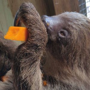 Meet your Posher, Dakota